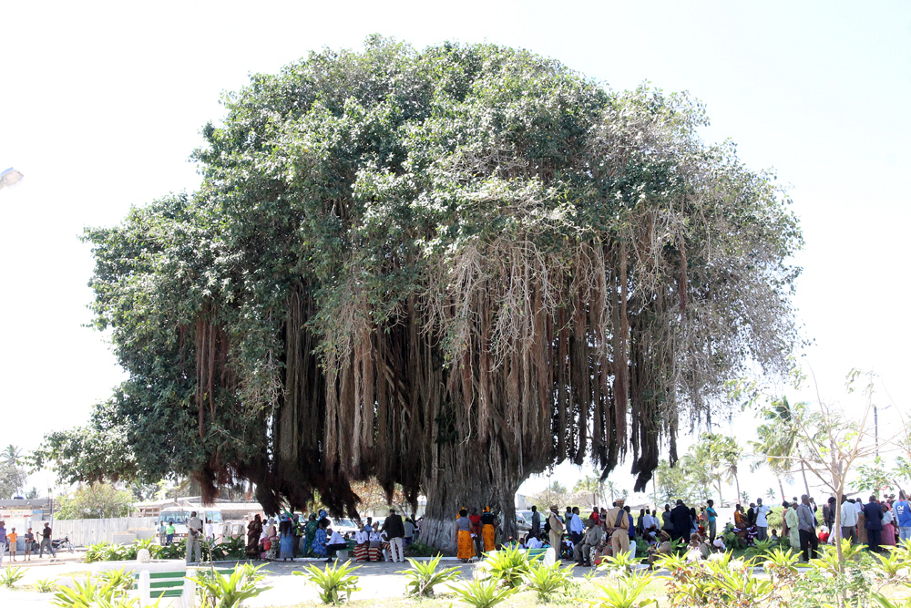 Árvore histórica, situada na Ilha de Moçambique